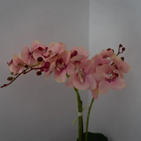 Townhouse Chamomile - 2br Coastal Retreat Near Coralia *